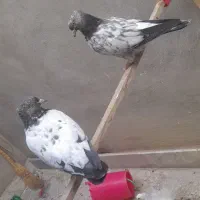 کله الماسی و طوقی