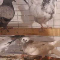 جوجه پرشی|پرنده|رودهن, |دیوار