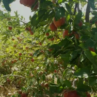 فروش باغ ثمری سی سخت