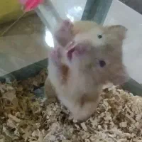 همستر|موش و خرگوش|کرمان, |دیوار