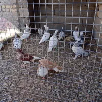 کبوتر هفرنگ