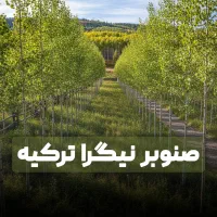 فروش ویژه نهال صنوبر با ارسال فوری به سراسر کشور