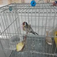 سره نر رام جوجه قفس تازه شروع کرده خوندن