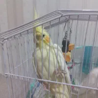 هلندی ماده لوتینو