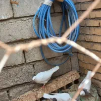 کبوتر دمسفید  جوجه طوقی