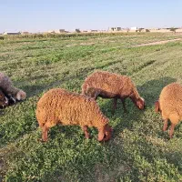 میش|حیوانات مزرعه|دزفول, |دیوار