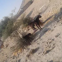 بز کهره دار