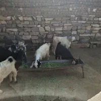 5 عدد ساورین  نمونه  و تک