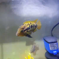 ماهی افرا و اسکار