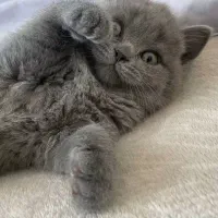 پیشی اسکاتیش/۲ماهه/ فلدآنفلد/شجره دا/آپارتمانی|گربه|فردیس, شهرک ناز|دیوار