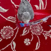 جوجه عروس هلندی فروشی|پرنده|آباده, |دیوار