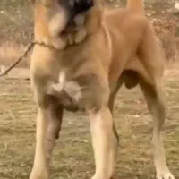 واگذاری سگ سرابی اصیل سنگین وزن