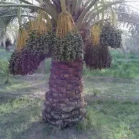 درخت خرما