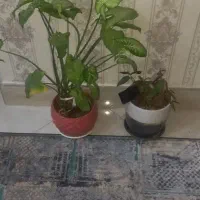 دوتا گلدان سرامیکی