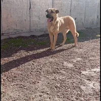 سگ نر ۱۲ ماهع