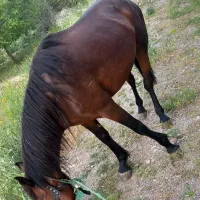 اسب مادیون کرد|اسب و تجهیزات اسب‌سواری|دماوند, دماوند|دیوار