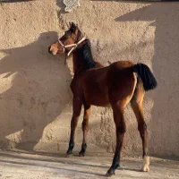 کره نریان ۱۰ ماه از ولیعهد چتال