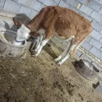 گوساله المانی درسوسنگرد