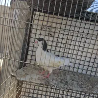 پرنده (کفتر)|پرنده|مشهد, نیزه|دیوار