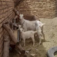 بز سانن