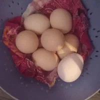 تخم مرغ لاری دورگه خروس از بهترین نژاد