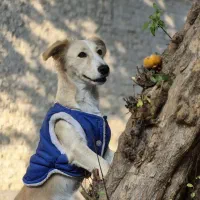 واگذاری رایگان سگ ۱ ساله|سگ|بابل, |دیوار