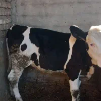 گوساله ماده