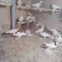 فروش یاهو جفتی ۱۴۰۰۰۰