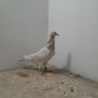 ماده کله هما زرد دور به آخر سالم