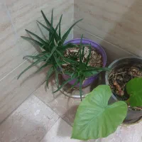 فروش گل آپارتمانی حراج|گل و گیاه طبیعی|فردیس, شهرک شهید حسینی|دیوار