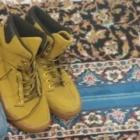 گربه خانگی|گربه|مشهد, ارشاد|دیوار