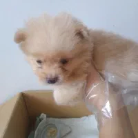 سگ پامر خرسی