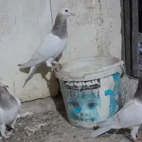 ونروی مسافتی،سارکله همانسل قزوینی،سارکرمونی پرخال|پرنده|ملکآباد, |دیوار