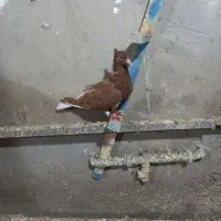 اشعل|پرنده|باوی, |دیوار