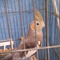 عروس هلندی  ۴ ماهه ماده|پرنده|زیباشهر, |دیوار