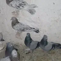 سبز سور ملقی