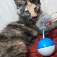 گربه گم شده میوگی