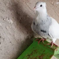 طوقی|پرنده|بستک, |دیوار