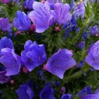 ادمین اینستاگرام