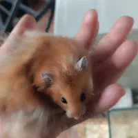 همستر فشن ( سوری)