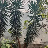 یوکا تنه دار