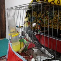 پرنده|پرنده|ساری, |دیوار