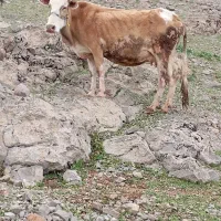 سه رس گاو و سه رس گوساله  محلی