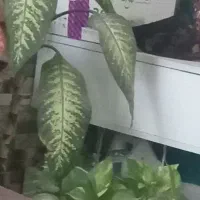 فروش گل