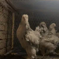 جوجه برهما لایت اصیل|حیوانات مزرعه|قدس, شهر‌قدس|دیوار