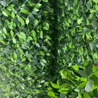 جنشنواره انوع فنس چمنی، برگ ریحان