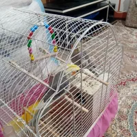 عروس هلندی نر و ماده