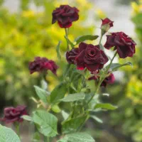 پرستار یا معلم برای کودک
