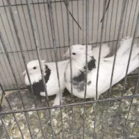 کفتر عالی یک جفت طوق وکفتر های دیگر