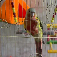 طوطی گیرینجیک اناناسی اهلی